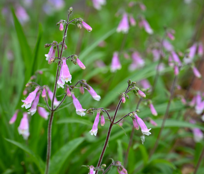 Hairy Penstemon (Penstemon hirsutus) 2x2x3" Pot