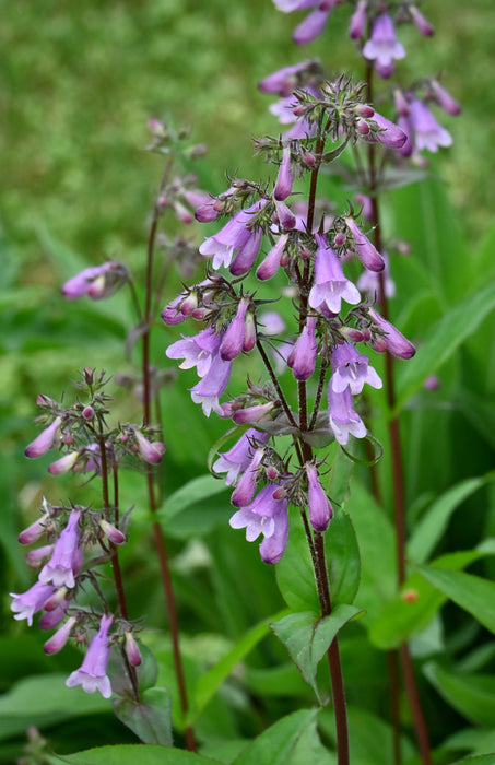 Calico Penstemon (Penstemon calycosus) 2x2x3" Pot