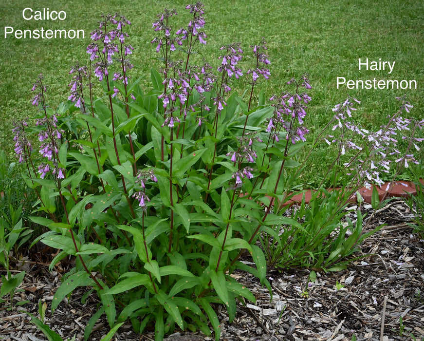 Calico Penstemon (Penstemon calycosus) 2x2x3" Pot