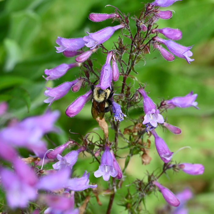 Calico Penstemon (Penstemon calycosus) 2x2x3" Pot