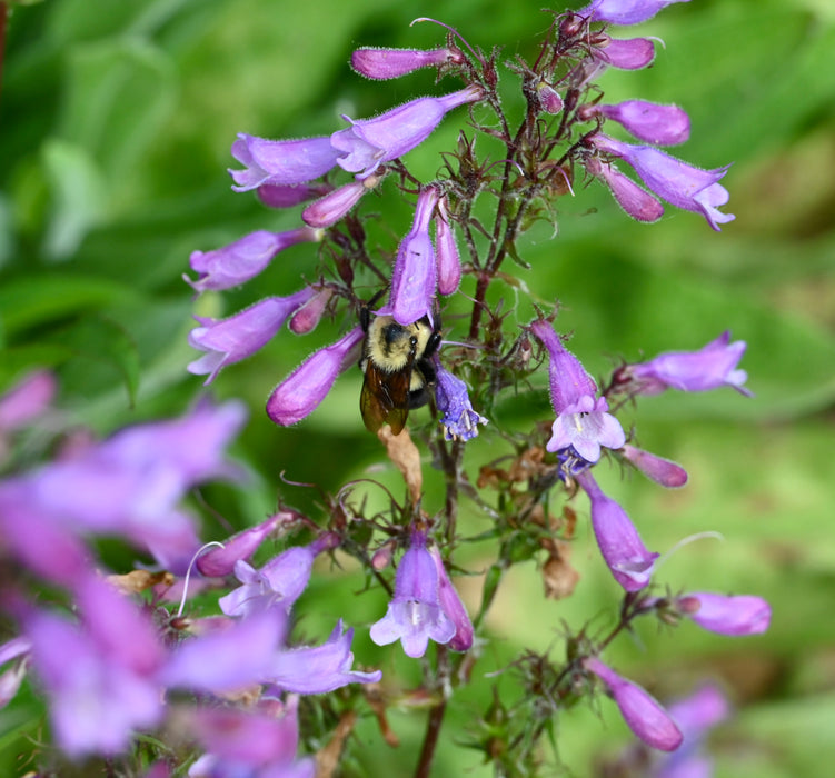 Calico Penstemon (Penstemon calycosus) 2x2x3" Pot