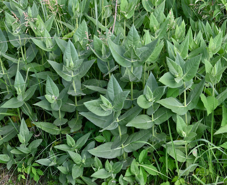 Downy Sunflower (Helianthus mollis) 2x2x3" Pot