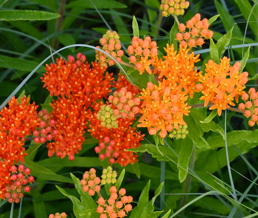 Butterfly Milkweed (Asclepias tuberosa) 1 GAL