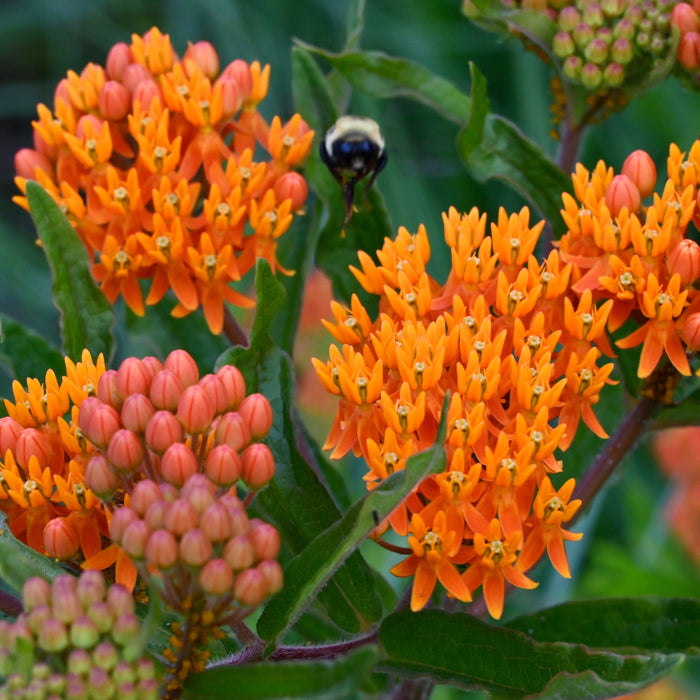 Butterfly Milkweed (Asclepias tuberosa) 1 GAL