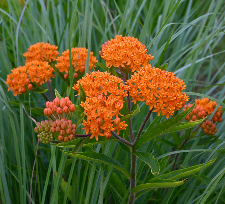 Butterfly Milkweed (Asclepias tuberosa) 1 GAL