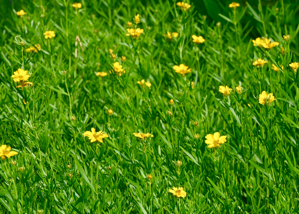 Plains Coreopsis (Coreopsis palmata) 2x2x3" Pot