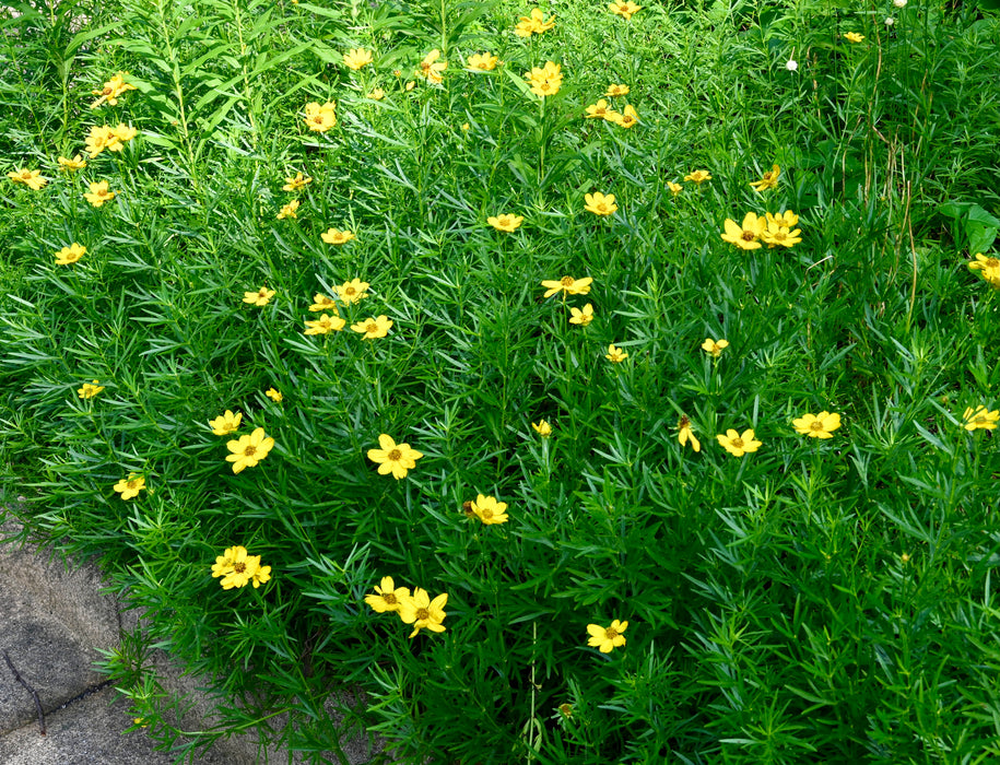 Plains Coreopsis (Coreopsis palmata) 2x2x3" Pot