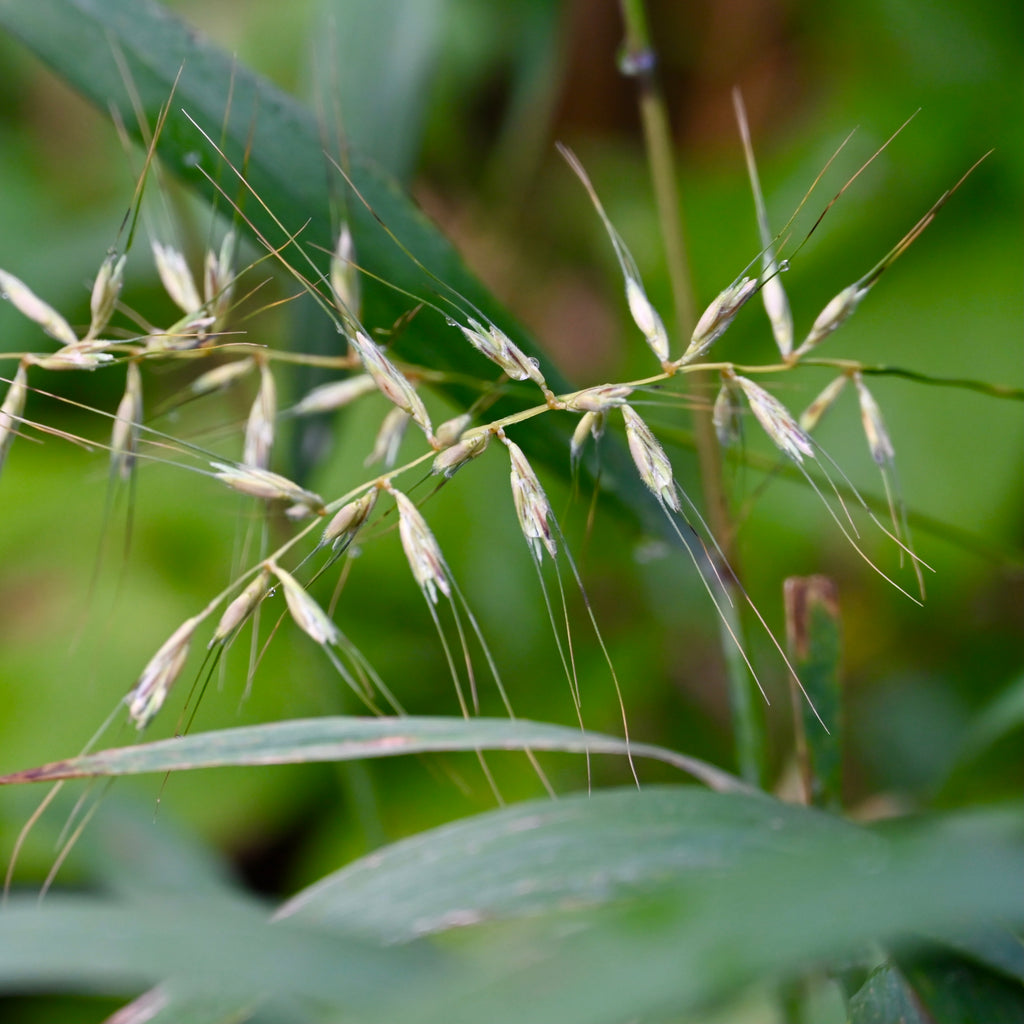 Bottlebrush Grass (Elymus hystrix) 2x2x3