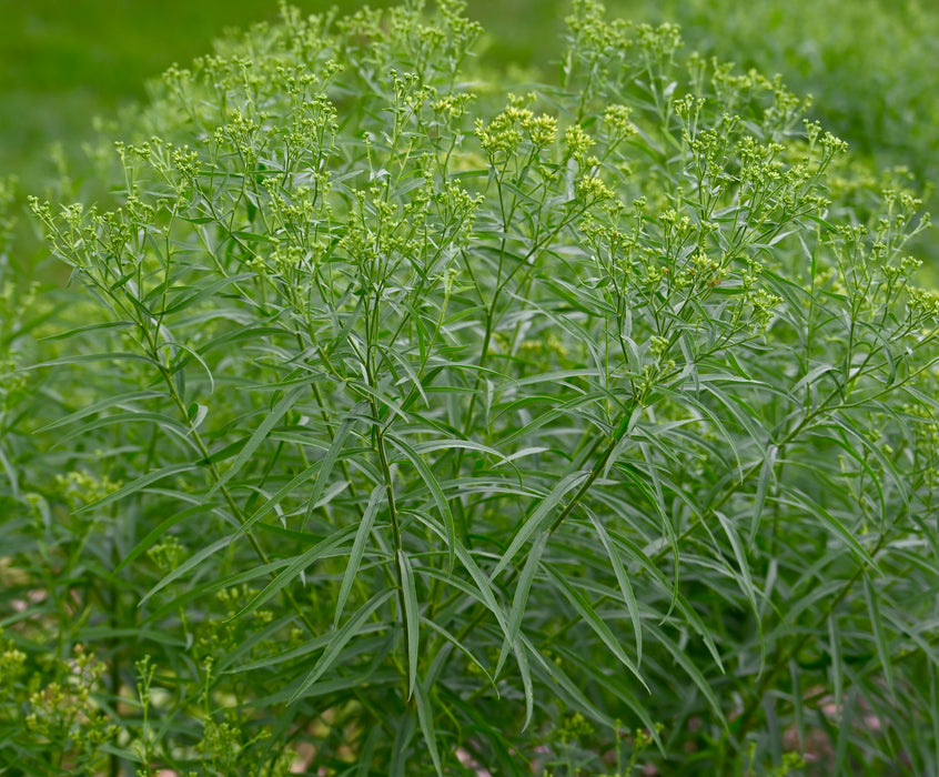 Grass-leaved Goldenrod (Euthamia graminifolia) 2x2x3" Pot