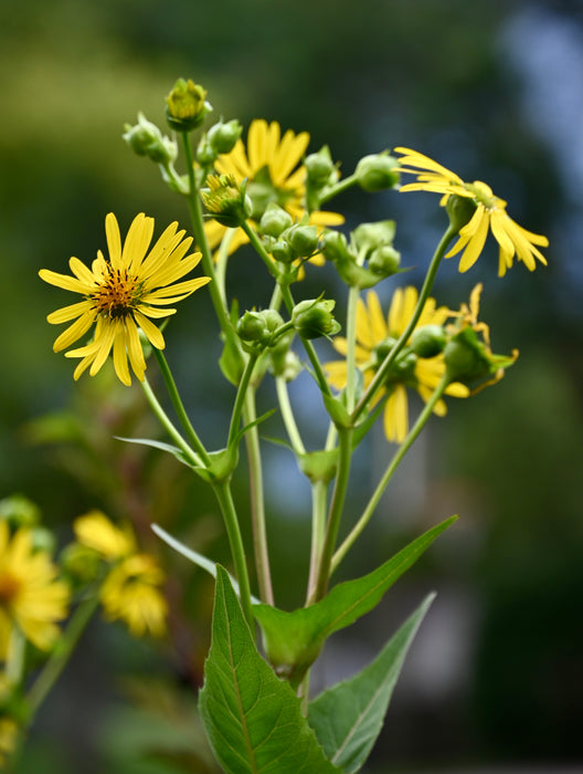 Cup Plant (Silphium perfoliatum) 2x2x3" Pot