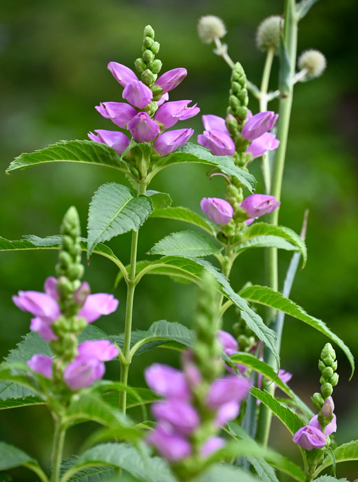 Pink Turtlehead (Chelone obliqua)