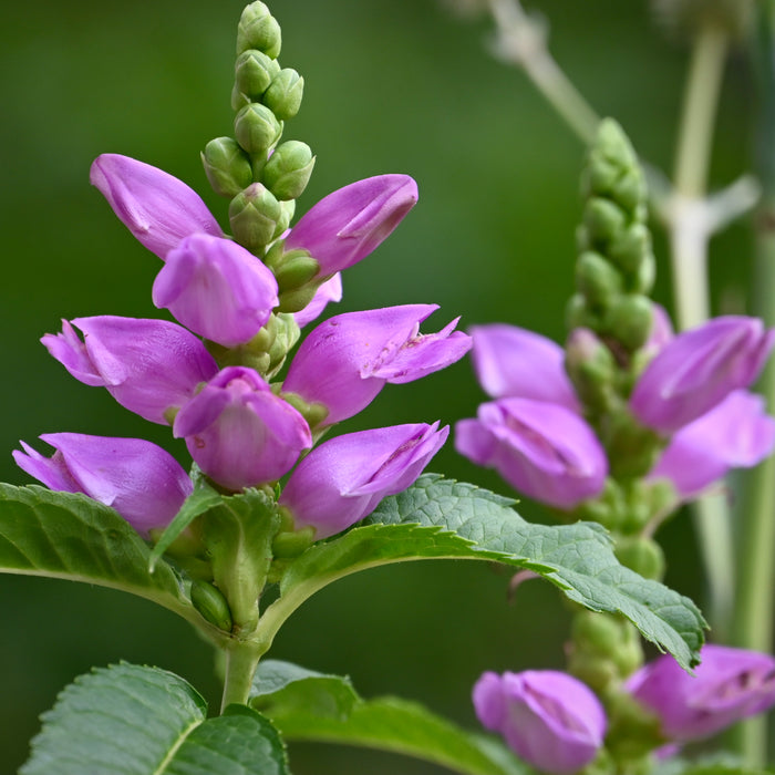 Pink Turtlehead (Chelone obliqua)