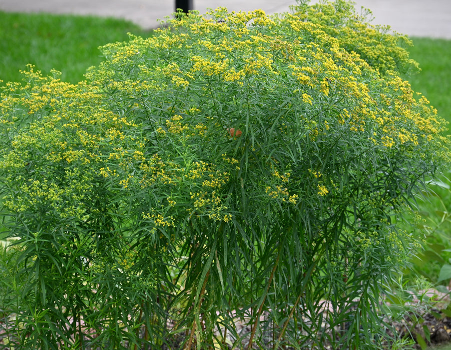 Grass-leaved Goldenrod (Euthamia graminifolia) 2x2x3" Pot