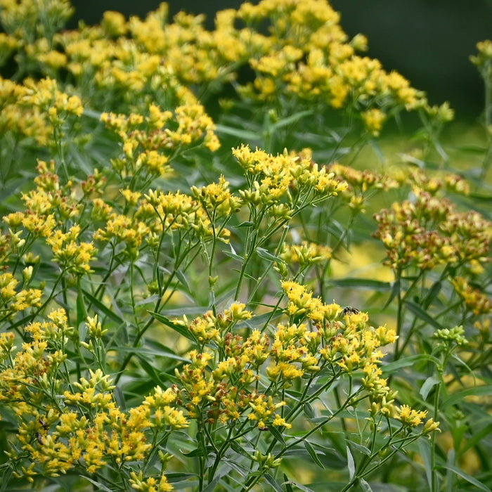 Grass-leaved Goldenrod (Euthamia graminifolia) 2x2x3" Pot