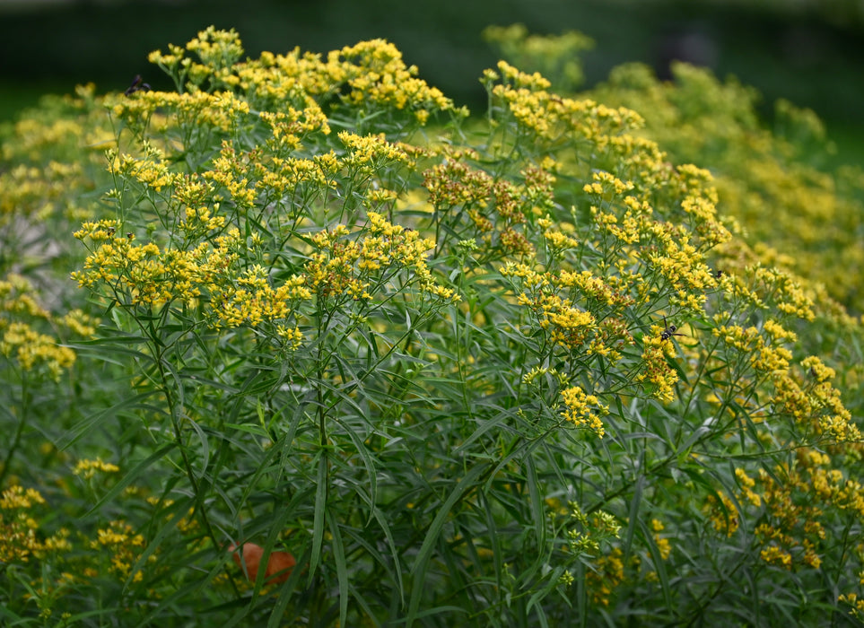 Grass-leaved Goldenrod (Euthamia graminifolia) 2x2x3" Pot