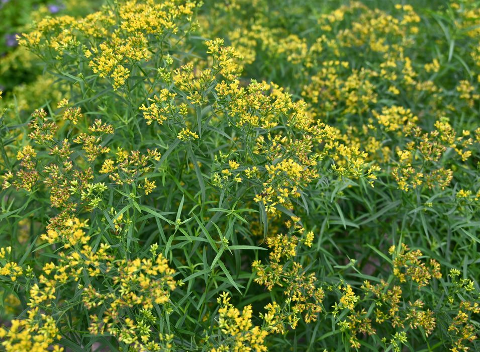 Grass-leaved Goldenrod (Euthamia graminifolia) 2x2x3" Pot