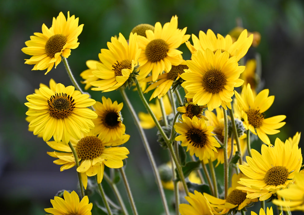 Downy Sunflower (Helianthus mollis) 2x2x3" Pot