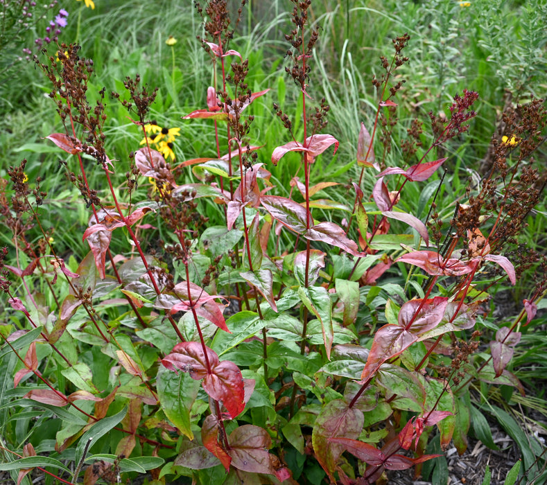 Calico Penstemon (Penstemon calycosus) 2x2x3" Pot