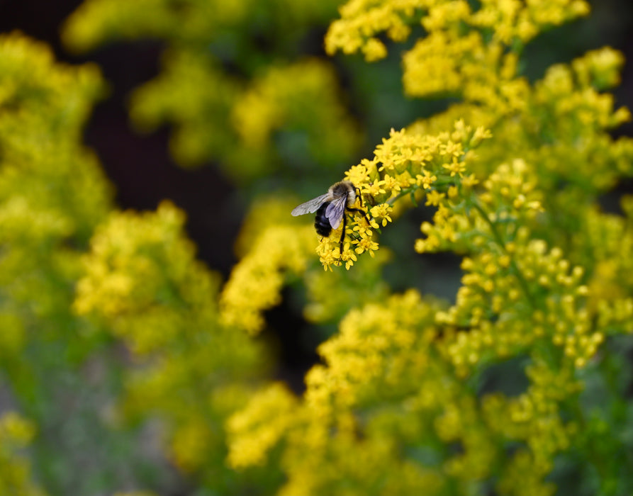 Gray Goldenrod (Solidago nemoralis) 2x2x3" Pot