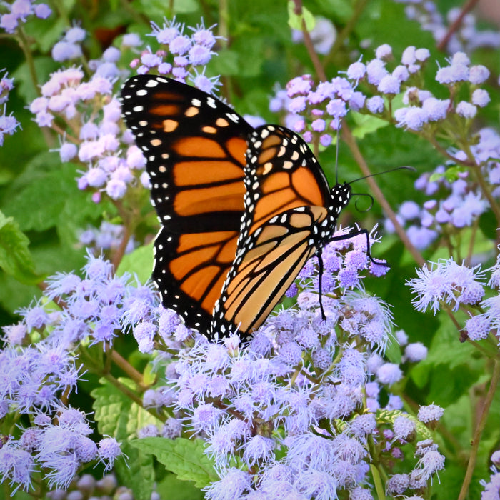 Blue Mistflower (Conoclinium coelestinum) 2x2x3" Pot