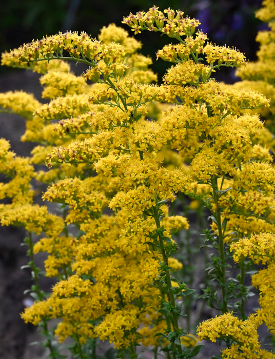 Gray Goldenrod (Solidago nemoralis) 2x2x3" Pot