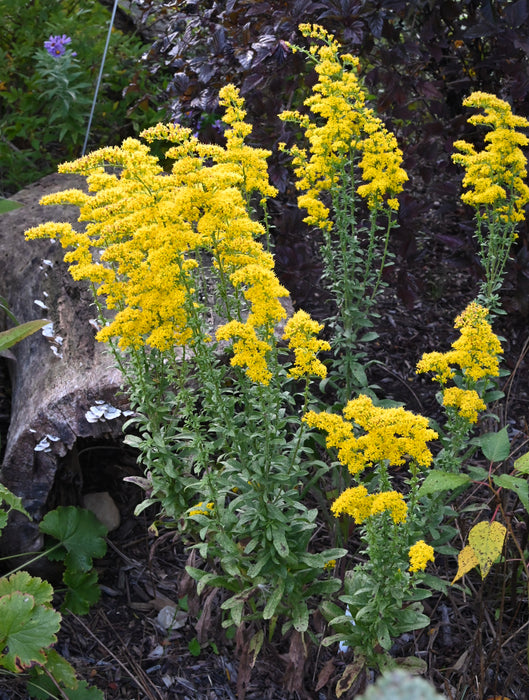 Gray Goldenrod (Solidago nemoralis) 2x2x3" Pot