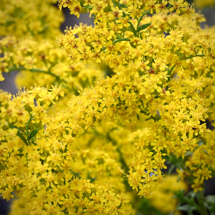 Gray Goldenrod (Solidago nemoralis) 2x2x3" Pot