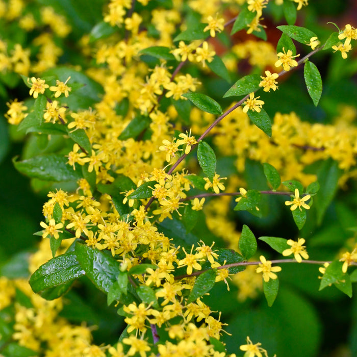 Blue-stemmed Goldenrod (Solidago caesia) 2x2x3" Pot