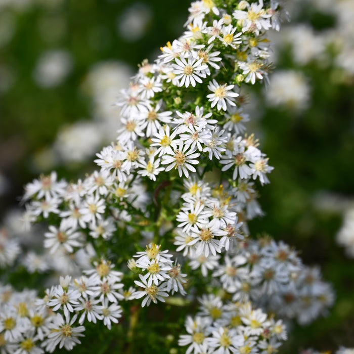 Heath Aster (Symphyotrichum ericoides) 2x2x3" Pot