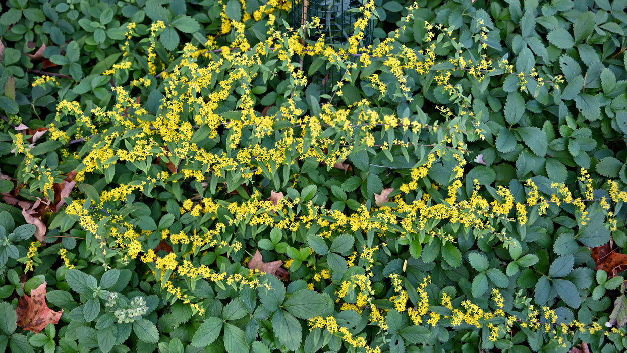 Blue-stemmed Goldenrod (Solidago caesia) 2x2x3" Pot