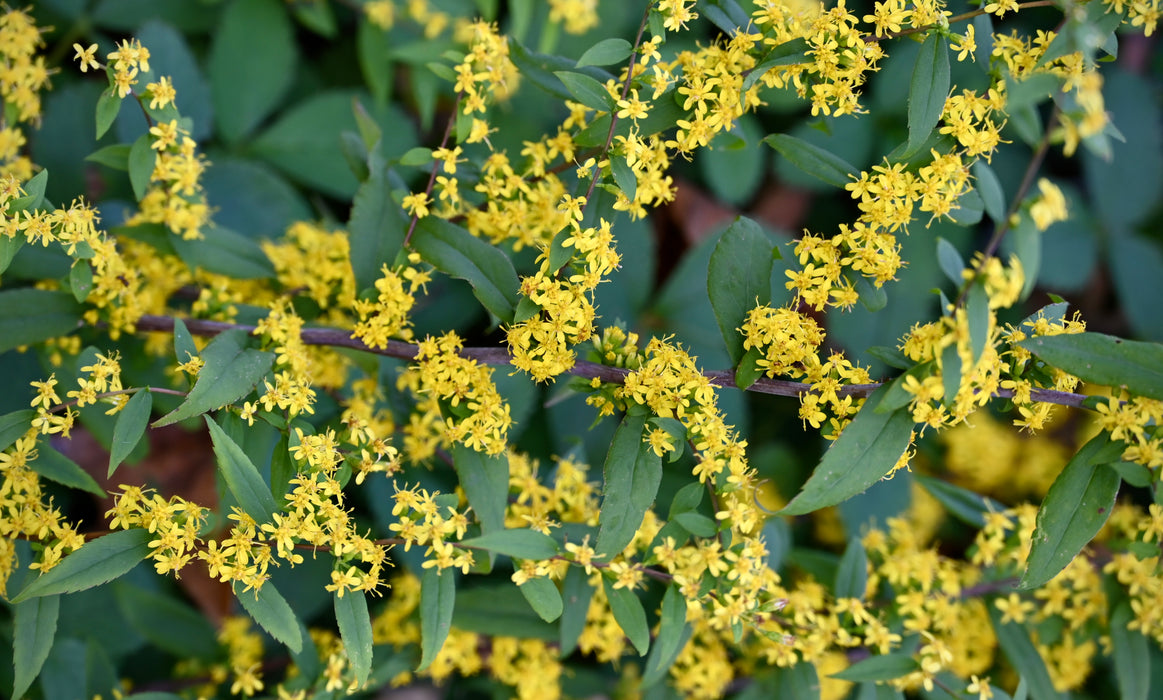 Blue-stemmed Goldenrod (Solidago caesia) 2x2x3" Pot