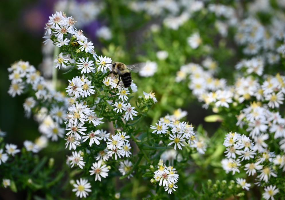 Heath Aster (Symphyotrichum ericoides) 2x2x3" Pot