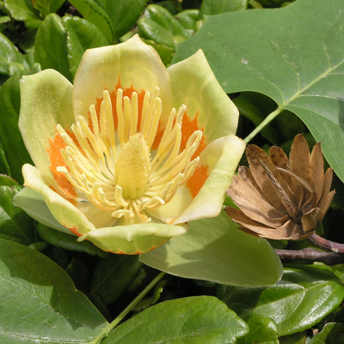 Tulip Poplar (Liriodendron tulipifera)