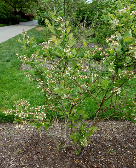Highbush Blueberry (Vaccinium corymbosum)