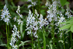 Seed Pack - Wild Hyacinth (Camassia scilloides)