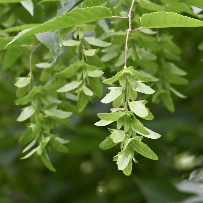 American Hornbeam (Carpinus caroliniana)