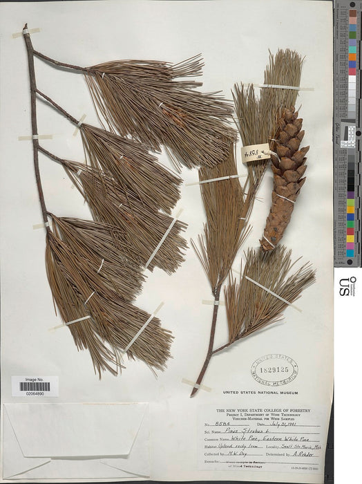 Eastern White Pine (Pinus strobus)