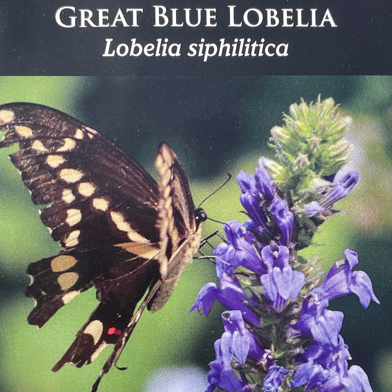 Seed Pack - Great Blue Lobelia (Lobelia siphilitica)