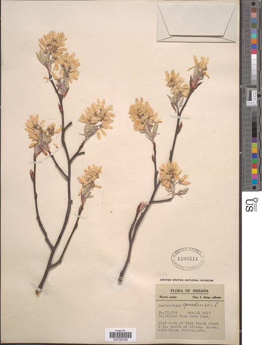 Downy Serviceberry (Amelanchier arborea)