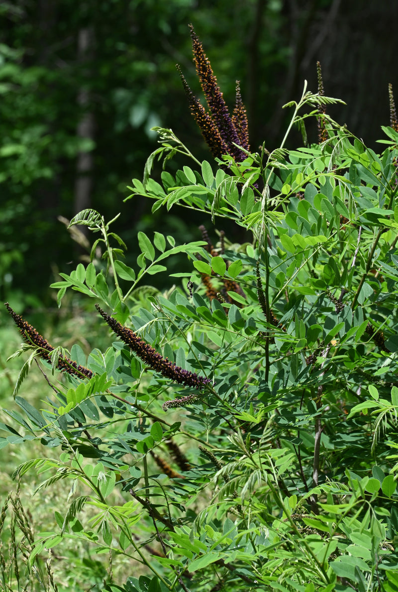 False Indigo Bush (Amorpha fruticosa)