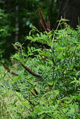 False Indigo Bush (Amorpha fruticosa)