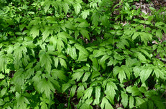 Black Cohosh (Actaea racemosa) BARE ROOT - SHIPS BEGINNING WEEK OF 12/8