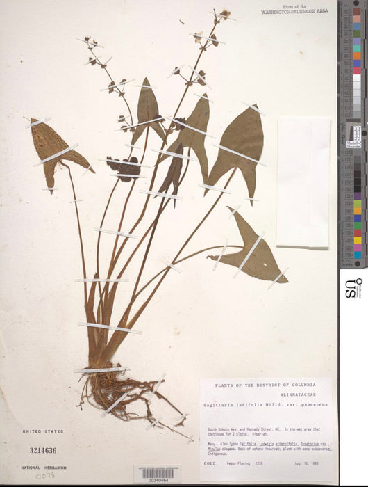 Common Arrowhead (Sagittaria latifolia) 2x2x3" Pot