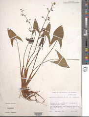 Common Arrowhead (Sagittaria latifolia)