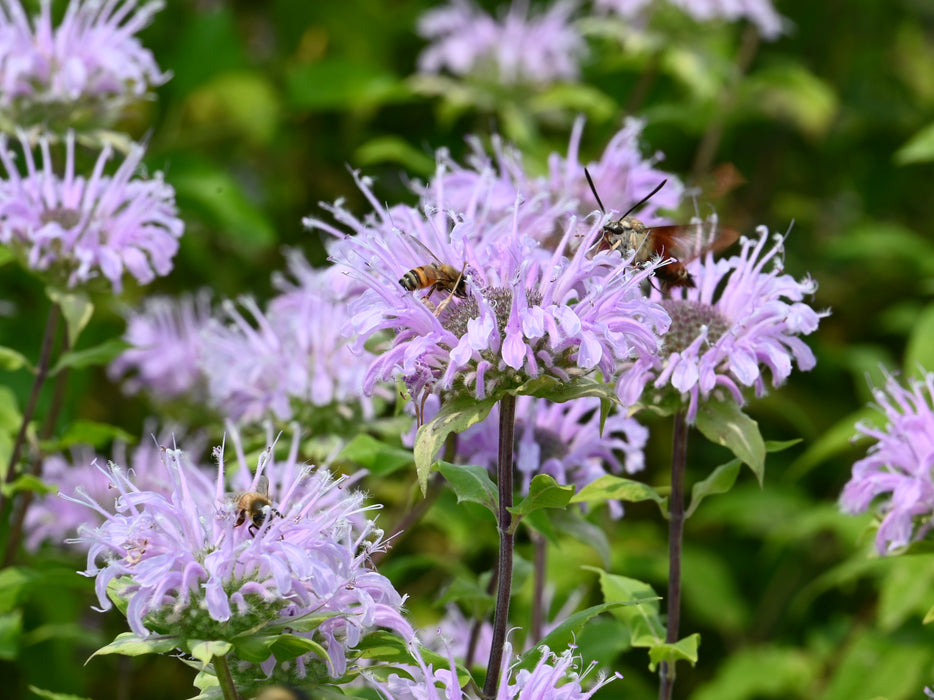 Seed Pack - Wild Bergamot [Bee Balm] (Monarda fitulosa)