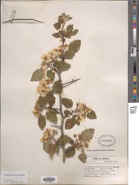 Downy Hawthorn (Crataegus mollis)
