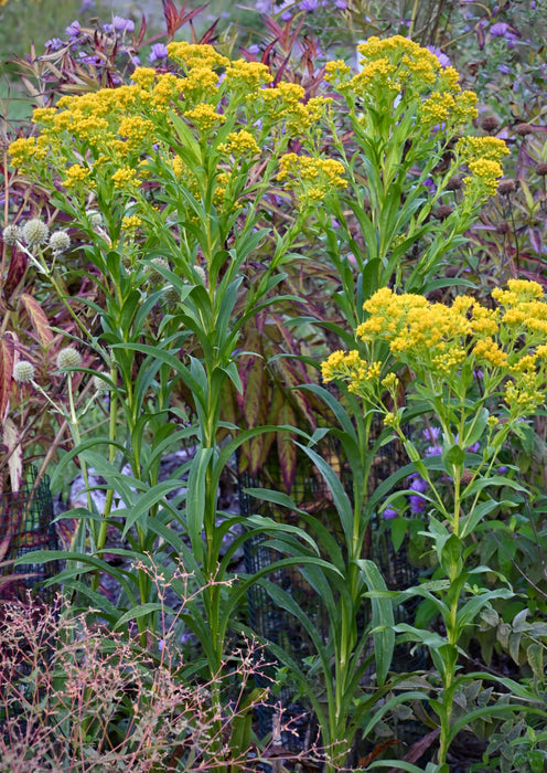 Riddell's Goldenrod (Oligoneuron riddellii) 2x2x3" Pot