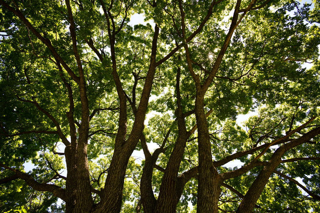 American Elm (Ulmus americana)