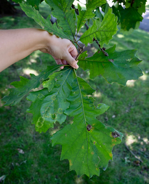 Bur Oak (Quercus macrocarpa)