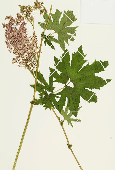 Queen of the Prairie (Filipendula rubra) 2x2x3" Pot